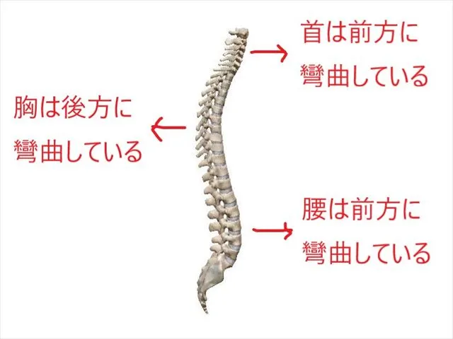 【新宮市の整体で腰痛治療なら】ストレートネックの原因！脊椎の動きは連鎖してるんです！～頸椎編～