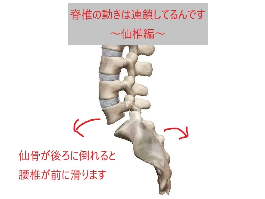 【新宮市の整体で腰痛治療なら】骨盤矯正にも関係！脊椎の動きは連鎖してるんです！～仙椎編～